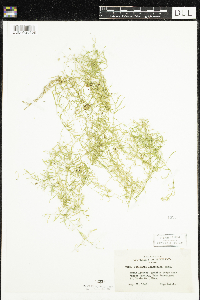 Stellaria longifolia image