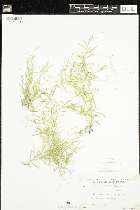 Stellaria longifolia image