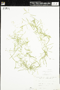 Stellaria longifolia image