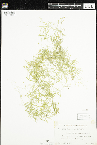 Stellaria longifolia image