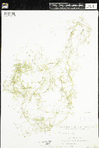 Stellaria longifolia image