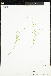 Stellaria longifolia image