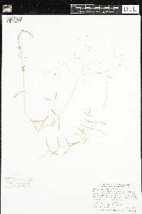 Stellaria longifolia image