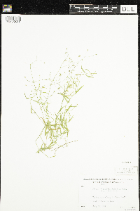 Stellaria longifolia image