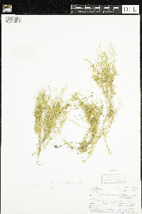 Stellaria longifolia image