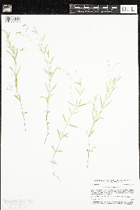 Stellaria longifolia image