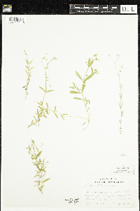 Stellaria longifolia image