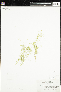 Stellaria longifolia image