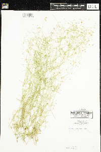 Stellaria longifolia image