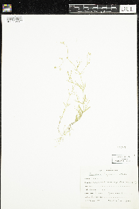 Stellaria longifolia image