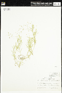Stellaria longifolia image