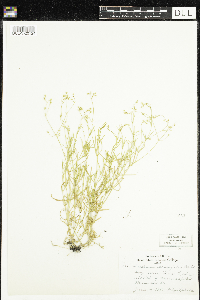 Stellaria longifolia image