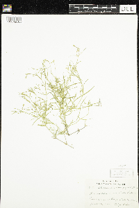 Stellaria longifolia image