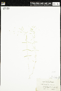 Stellaria longifolia image