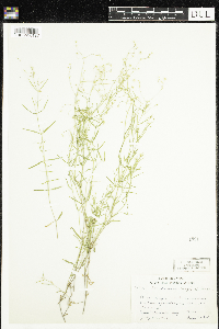 Stellaria longifolia image