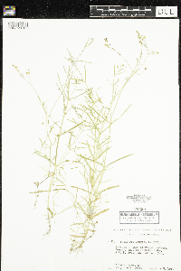 Stellaria longifolia image
