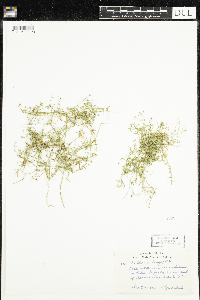 Stellaria longifolia image