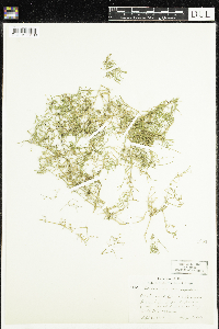 Stellaria longifolia image