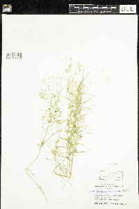 Stellaria longifolia image