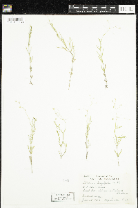 Stellaria longifolia image