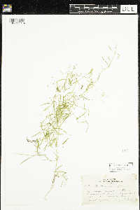 Stellaria longifolia image