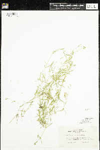 Stellaria longifolia image