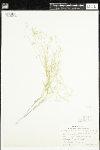 Stellaria longifolia image