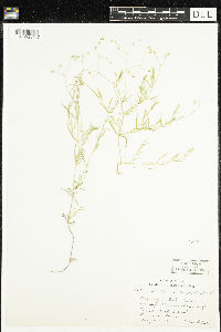 Stellaria longifolia image