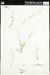 Stellaria longifolia image