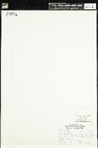 Stellaria longifolia image