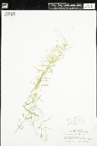 Stellaria longifolia image