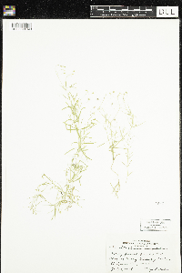 Stellaria longifolia image