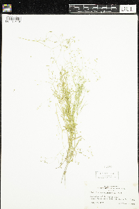 Stellaria longifolia image