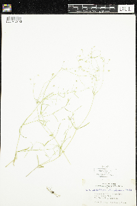 Stellaria longifolia image
