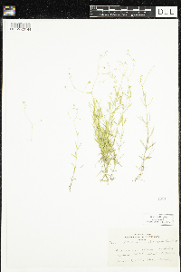 Stellaria longifolia image