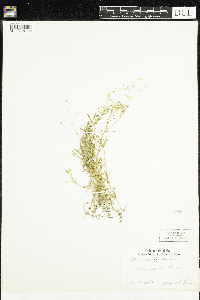Stellaria longifolia image