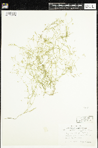 Stellaria longifolia image
