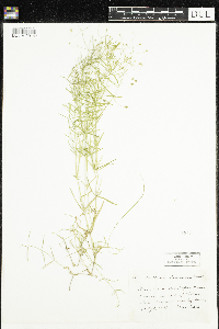 Stellaria longifolia image
