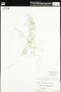 Stellaria longifolia image