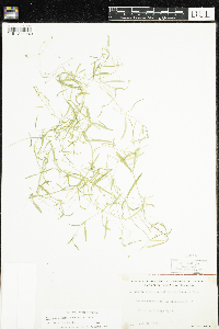 Stellaria longifolia image