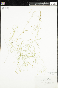 Stellaria longifolia image