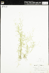 Stellaria longifolia image