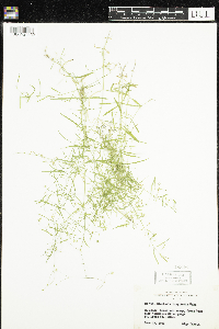 Stellaria longifolia image