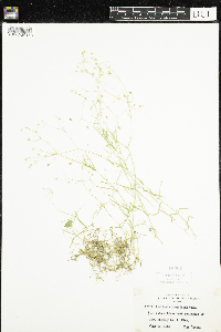 Stellaria longifolia image