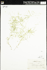 Stellaria longifolia image