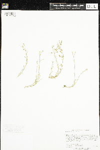 Spergularia rubra image