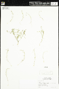 Spergularia rubra image