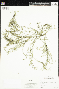 Spergularia rubra image