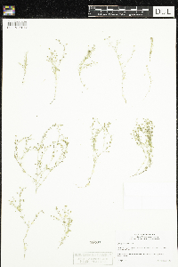 Spergularia rubra image