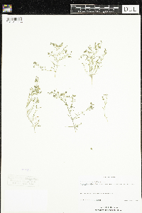 Spergularia rubra image